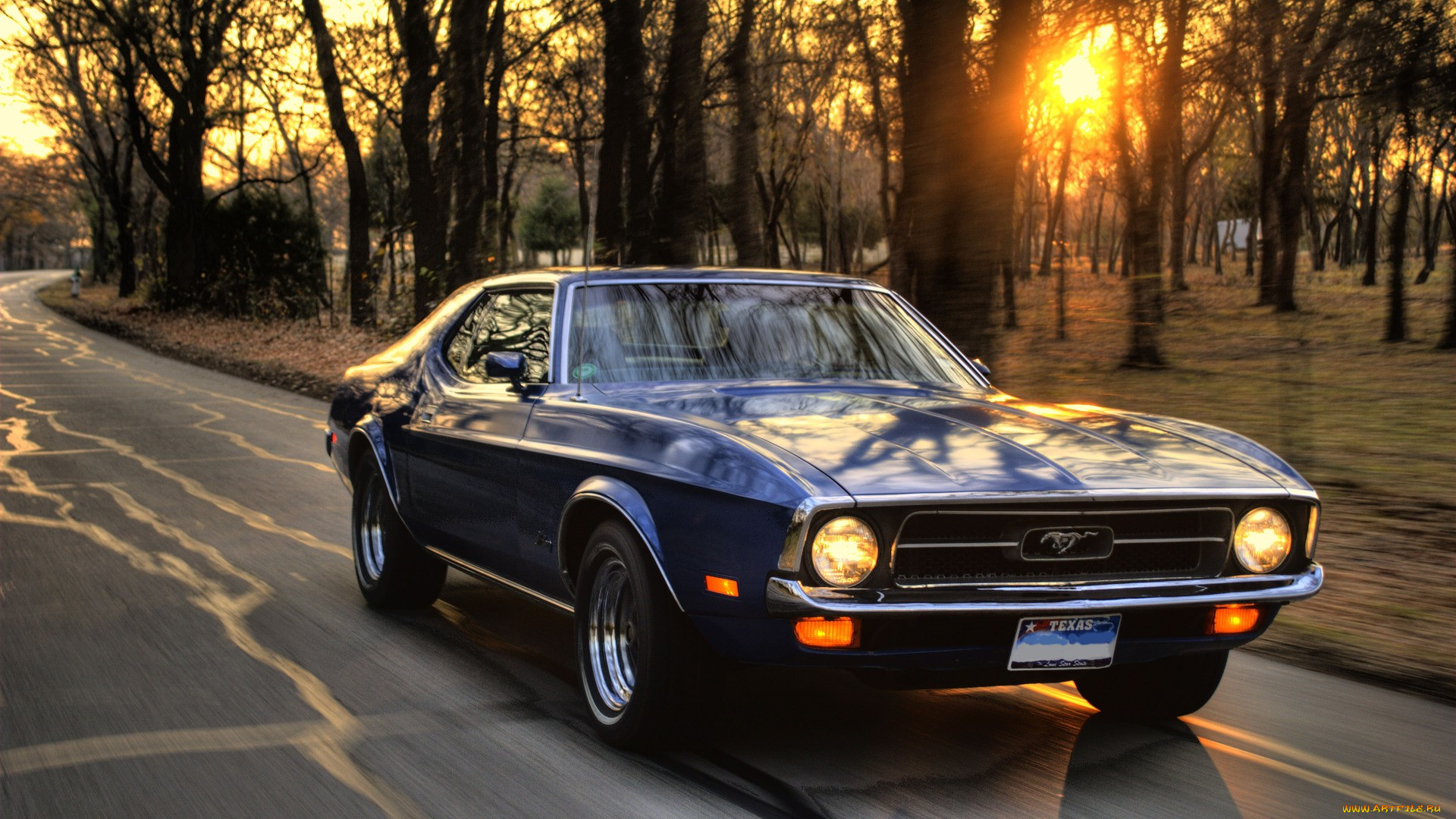 , mustang, muscle